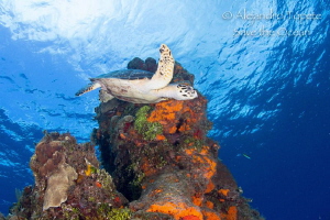 Turtle in Shallow colombia, Cozumel Mexico by Alejandro Topete 